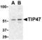 Perilipin 3 antibody, MBS151454, MyBioSource, Western Blot image 
