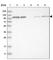 Protein Tyrosine Kinase 2 Beta antibody, HPA026276, Atlas Antibodies, Western Blot image 