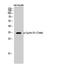 Cyclin D1 antibody, A00149T286-1, Boster Biological Technology, Western Blot image 