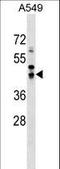 Salvador Family WW Domain Containing Protein 1 antibody, LS-B10422, Lifespan Biosciences, Western Blot image 