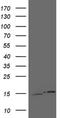 Ubiquitin A-52 Residue Ribosomal Protein Fusion Product 1 antibody, NBP2-46260, Novus Biologicals, Western Blot image 