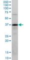 Phospholipid scramblase 3 antibody, H00057048-M04, Novus Biologicals, Western Blot image 