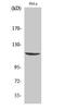 Caspase Recruitment Domain Family Member 6 antibody, A13067-1, Boster Biological Technology, Western Blot image 