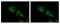 Scavenger Receptor Class A Member 3 antibody, GTX100595, GeneTex, Immunofluorescence image 
