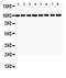 Metadherin antibody, LS-C357523, Lifespan Biosciences, Western Blot image 