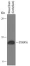 S100 Calcium Binding Protein A16 antibody, AF6397, R&D Systems, Western Blot image 