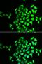 NSF Attachment Protein Gamma antibody, LS-C334713, Lifespan Biosciences, Immunofluorescence image 