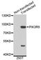 Phosphoinositide-3-Kinase Regulatory Subunit 5 antibody, STJ26729, St John