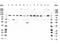 TATA-Box Binding Protein Associated Factor 1 antibody, A02151, Boster Biological Technology, Western Blot image 