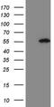 Pellino E3 Ubiquitin Protein Ligase 1 antibody, MA5-26898, Invitrogen Antibodies, Western Blot image 