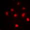 Zinc Finger Protein 546 antibody, orb78220, Biorbyt, Immunofluorescence image 