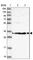 Ribosomal Protein S3A antibody, HPA047100, Atlas Antibodies, Western Blot image 