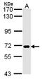 Solute Carrier Family 20 Member 1 antibody, LS-B4835, Lifespan Biosciences, Western Blot image 