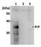 PRP antibody, GTX00857, GeneTex, Western Blot image 