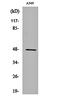 Cholecystokinin B Receptor antibody, orb160291, Biorbyt, Western Blot image 