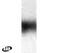 Chromobox 3 antibody, PA1-9053, Invitrogen Antibodies, Western Blot image 
