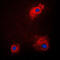 Glycogen Synthase Kinase 3 Alpha antibody, GTX32191, GeneTex, Immunofluorescence image 