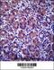 Ankyrin Repeat Domain 22 antibody, 57-185, ProSci, Immunohistochemistry frozen image 