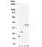 Phospholamban antibody, R32038, NSJ Bioreagents, Western Blot image 