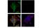 MAGE Family Member A4 antibody, 82491T, Cell Signaling Technology, Immunofluorescence image 