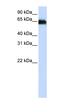 NOVA Alternative Splicing Regulator 1 antibody, orb330129, Biorbyt, Western Blot image 