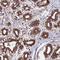 Zinc Finger Protein 618 antibody, NBP1-92635, Novus Biologicals, Immunohistochemistry frozen image 