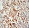 Testis Expressed 13B antibody, LS-C161810, Lifespan Biosciences, Immunohistochemistry paraffin image 