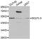 Selectin P Ligand antibody, MBS126882, MyBioSource, Western Blot image 