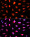C-Terminal Binding Protein 2 antibody, 16-766, ProSci, Immunofluorescence image 