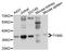 TNKS antibody, abx126749, Abbexa, Western Blot image 