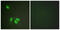 Heterogeneous Nuclear Ribonucleoprotein D antibody, abx012828, Abbexa, Western Blot image 