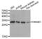 High Mobility Group Box 1 antibody, abx000837, Abbexa, Western Blot image 