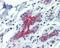 BCL2 Antagonist/Killer 1 antibody, PA5-27093, Invitrogen Antibodies, Immunohistochemistry paraffin image 