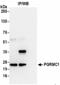 Progesterone Receptor Membrane Component 1 antibody, NBP2-36525, Novus Biologicals, Immunoprecipitation image 
