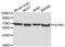 Olfactomedin 1 antibody, A0261, ABclonal Technology, Western Blot image 