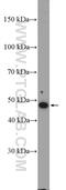 Interferon Related Developmental Regulator 2 antibody, 10649-1-AP, Proteintech Group, Western Blot image 