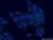 Glutamic-Oxaloacetic Transaminase 1 antibody, 14886-1-AP, Proteintech Group, Immunofluorescence image 