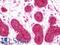 Ral antibody, LS-B11112, Lifespan Biosciences, Immunohistochemistry frozen image 