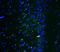 Glutamate Ionotropic Receptor AMPA Type Subunit 2 antibody, LS-C344055, Lifespan Biosciences, Immunofluorescence image 