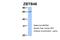 Zinc Finger And BTB Domain Containing 48 antibody, 27-447, ProSci, Western Blot image 