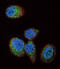 HRas Proto-Oncogene, GTPase antibody, 63-189, ProSci, Immunofluorescence image 