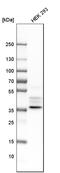 Thymine DNA Glycosylase antibody, HPA052263, Atlas Antibodies, Western Blot image 