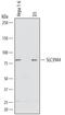 Solute Carrier Family 39 Member 4 antibody, AF7315, R&D Systems, Western Blot image 