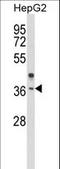 Olfactory Receptor Family 2 Subfamily H Member 2 antibody, LS-C163166, Lifespan Biosciences, Western Blot image 