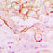 Ring Finger Protein 144A antibody, LS-C353197, Lifespan Biosciences, Immunohistochemistry frozen image 
