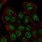 REV3 Like, DNA Directed Polymerase Zeta Catalytic Subunit antibody, HPA069382, Atlas Antibodies, Immunofluorescence image 