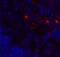 V-Set Immunoregulatory Receptor antibody, 8695, ProSci, Immunofluorescence image 