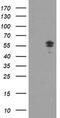 Non-POU Domain Containing Octamer Binding antibody, TA504802AM, Origene, Western Blot image 