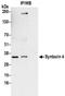 Syntaxin 4 antibody, NBP2-32227, Novus Biologicals, Immunoprecipitation image 