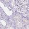 Involucrin antibody, NBP2-33742, Novus Biologicals, Immunohistochemistry frozen image 